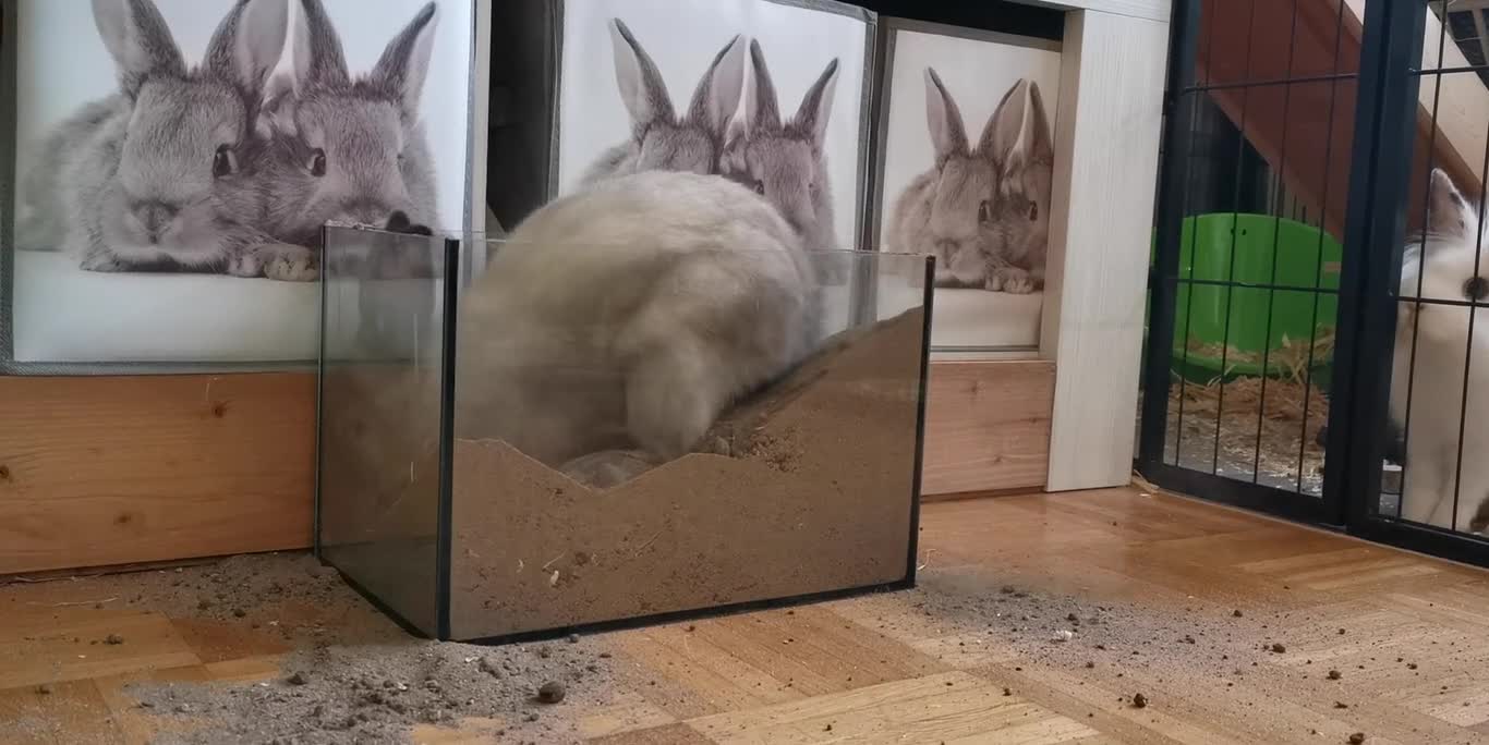 rabbit in the sand