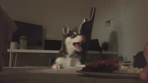 Puppy angry food ha ha ha#🤩🤩🤩👌👌👌👍👍👍