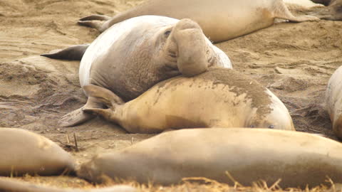 Elephant Seal Male Taking a Mate