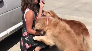 Happy Golden Retrievers