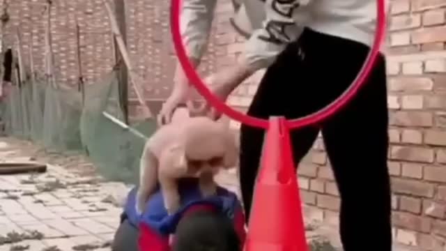 A Cute Pom Getting Trained