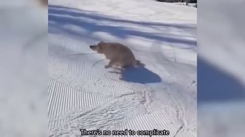 Cute Pets 1