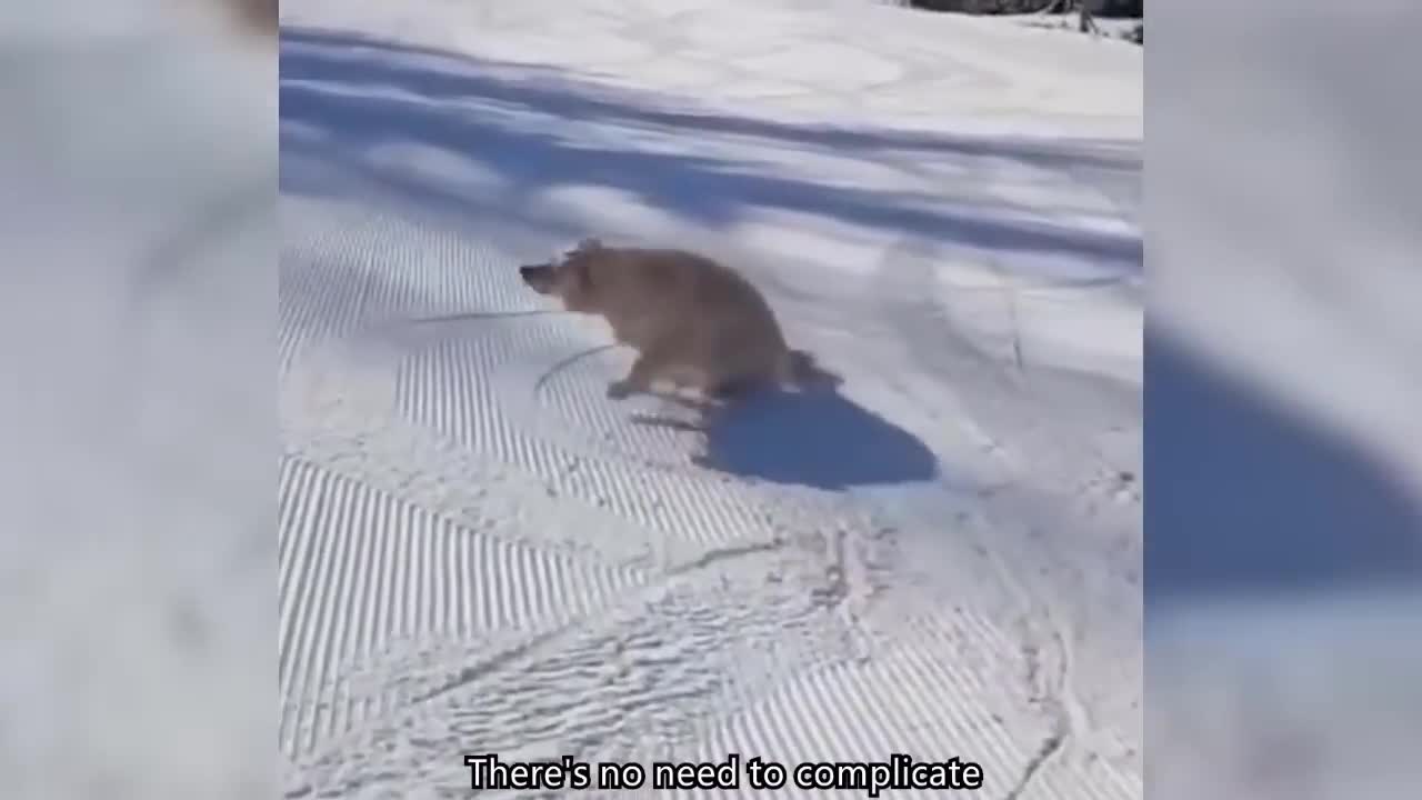 Cute Pets 1