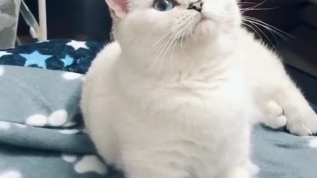Happiness doubled with the company of cats