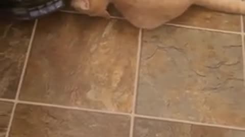 Cat's playful claws take charge of robot vacuum