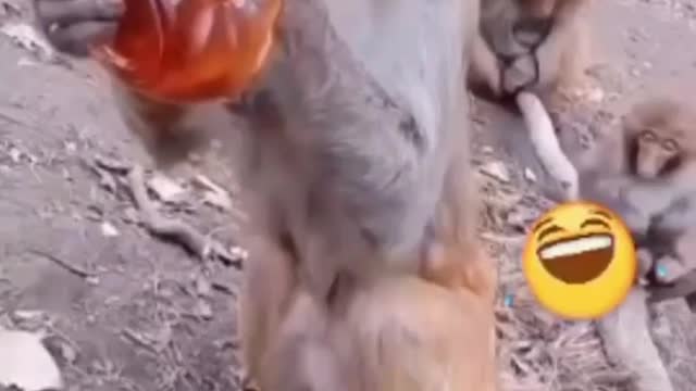 MONKEY FUNNY VIDEO 😂😂