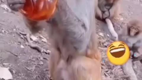 MONKEY FUNNY VIDEO 😂😂