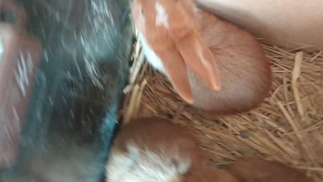 Bunnies playing in a nest box