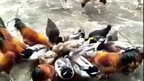 Chicken Fight Dog - Funny Dog Fight Videos