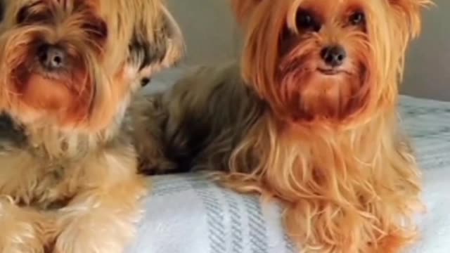 Cachorro fazendo pose pra camera