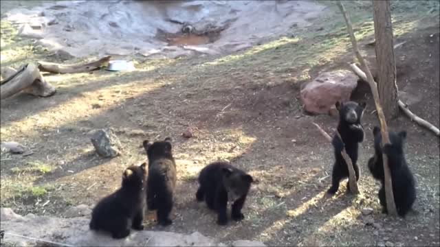 Baby Bear Cubs Playing - CUTEST Compilation Video