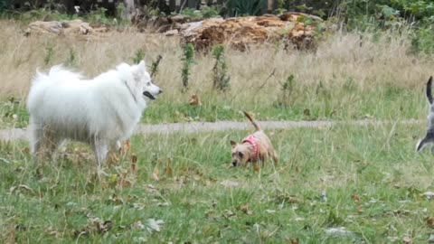 dogs walking and running and in forest #Fun