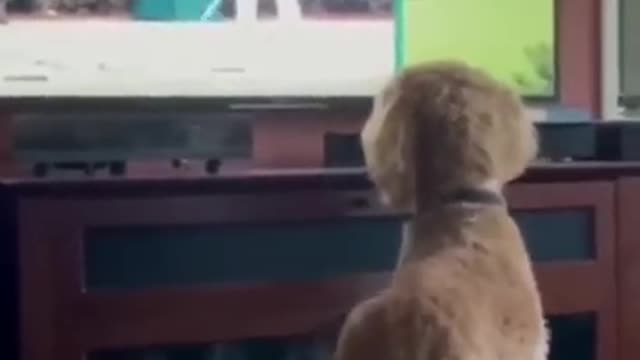 funny moments of animals compilations/ funny animals