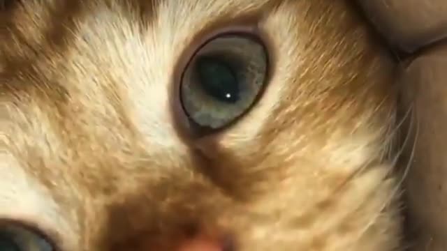 the cat plays with the camera