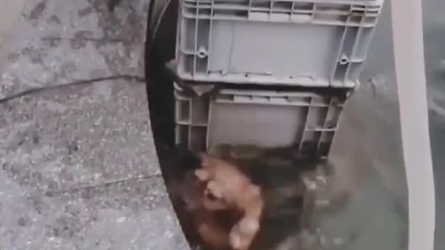 Superhero, brave dog, it's so warm
