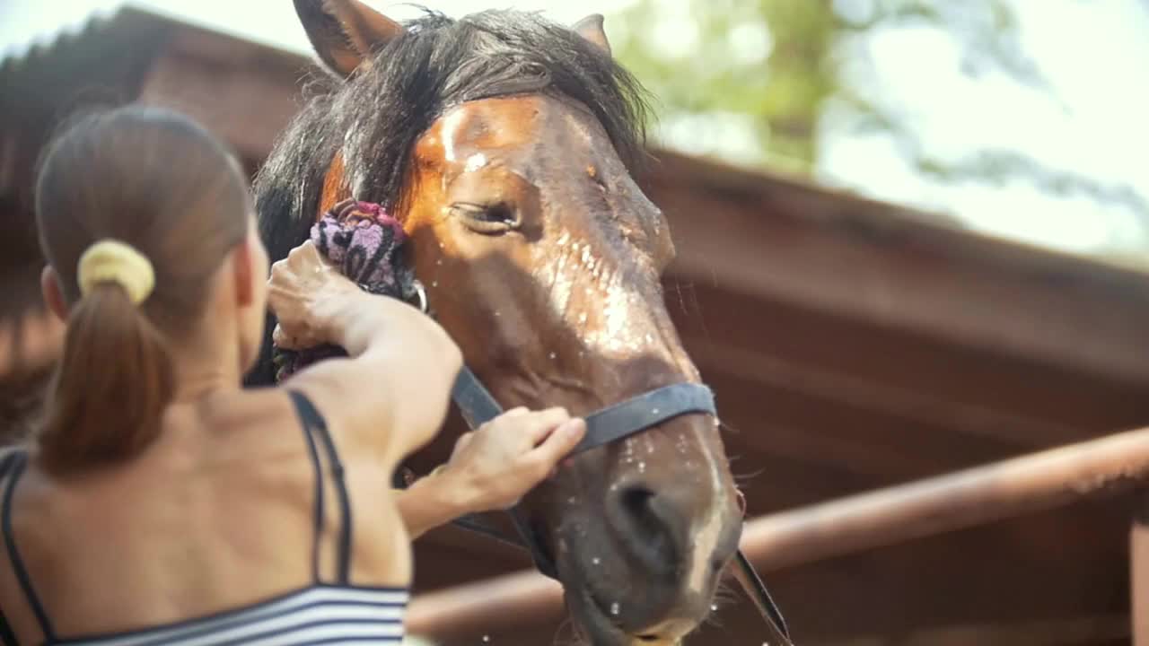 Young woman cleaning a horse with a water on a sunny day on animal farm