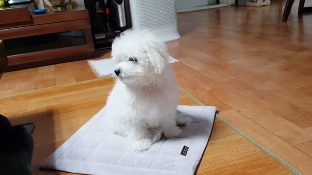 Baby Bichon Frise