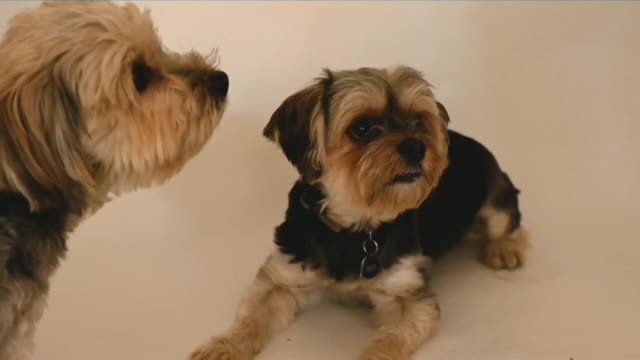 Two most funny dogs are funny moment