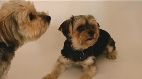Two most funny dogs are funny moment