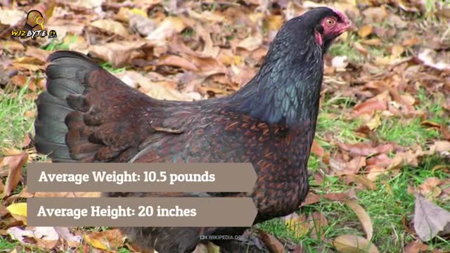 Largest_Chicken_Breeds_in_the_World(360p).mp4