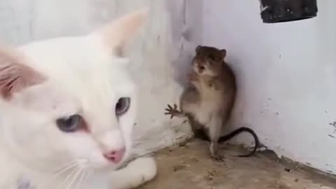 Cute Mouse Cornered By White Cat