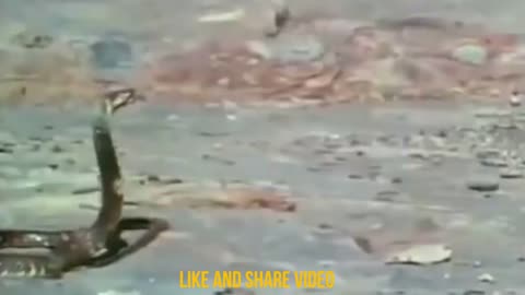 Wild animal fight