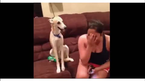 best funny animal videos