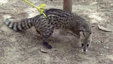 Protection animals-NAPO