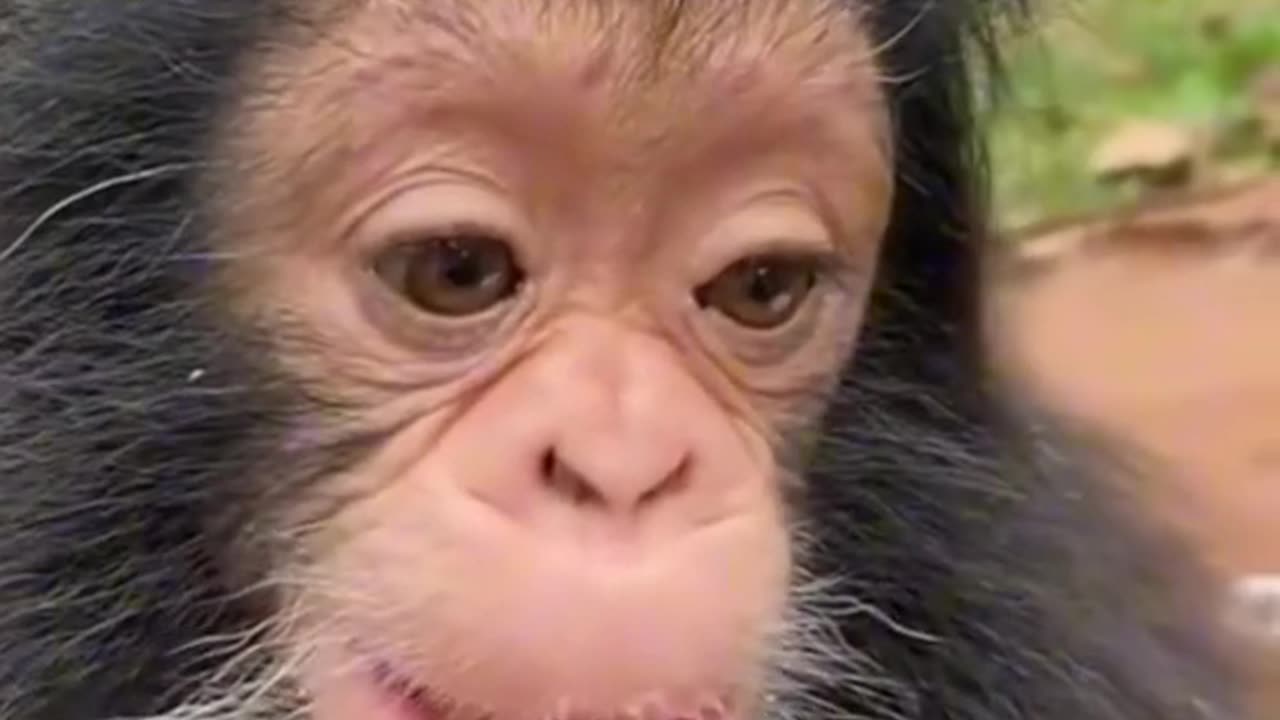 How about this little monkey, what do you think it's thinking?