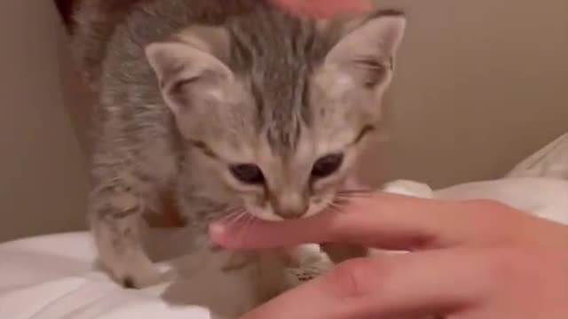Small Cat and kind man