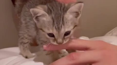 Small Cat and kind man