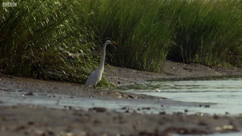 Smart Dolphins Beach their Prey | The Hunt | BBC Earth