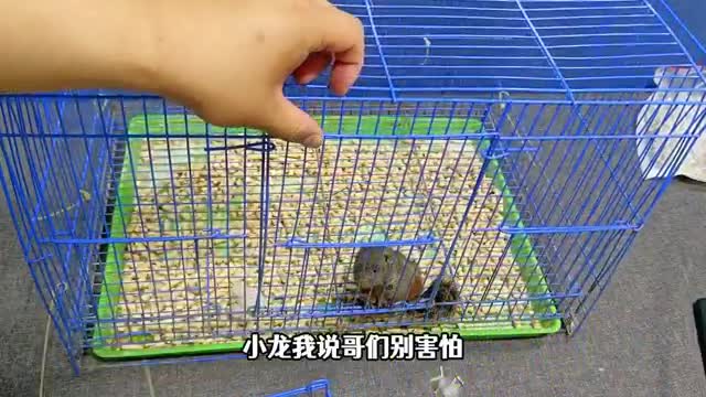 squirrel in cage