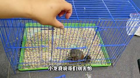 squirrel in cage