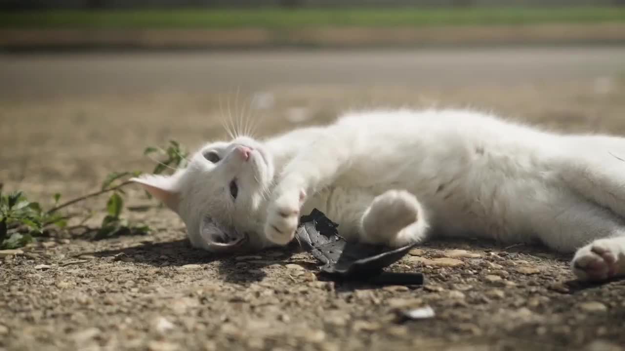 Cute white cat under sun shine