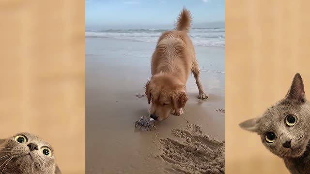 DOG VS CRAB ON THE BEACH.