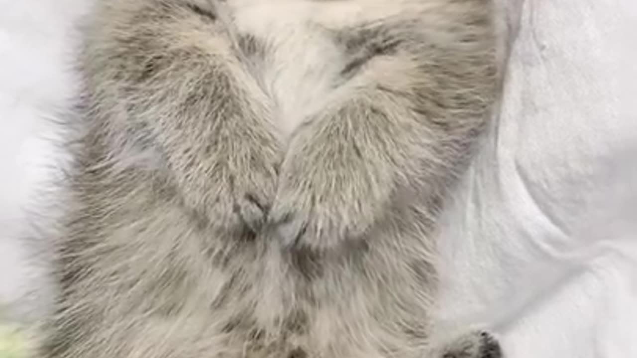 Cute Cats tutorial & Meowing Meow Kittens & Funny Meow Cat #Shorts #catmeow #cattoye