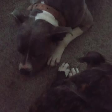 TRI Pitt& Brintle pitt