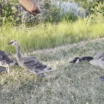 Playing with geese