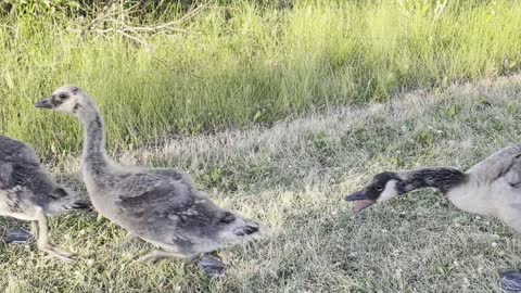 Playing with geese