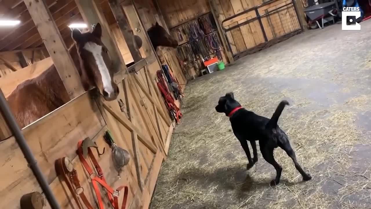 Dog meets horse for the first time, instant friendship ensues