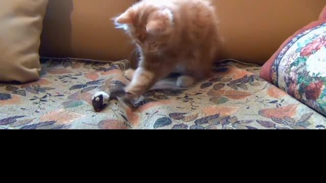 Funny cat videos