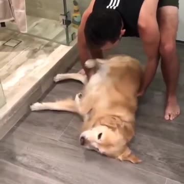 Various instances of pets being petted by residents No. 29