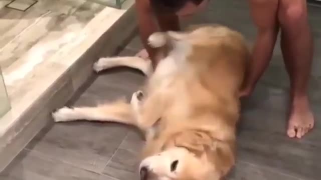 Various instances of pets being petted by residents No. 29