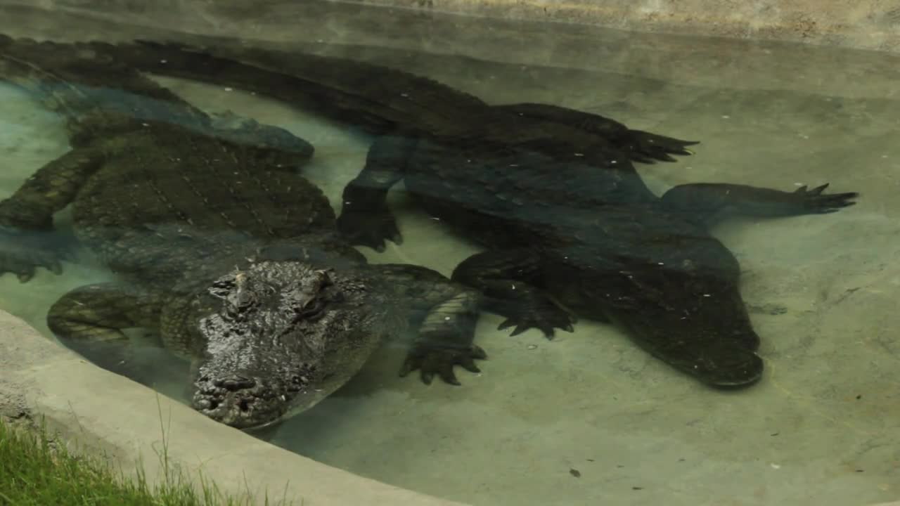 Aligators in Captivity