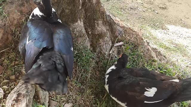 Duck are talking each other