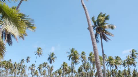 Beautiful palm trees