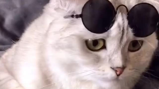 On a scale of 1-10, how cool am I?#tiktokcats #catsoftiktok