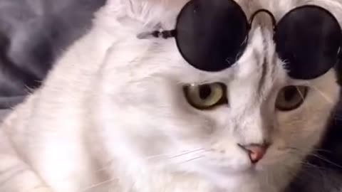 On a scale of 1-10, how cool am I?#tiktokcats #catsoftiktok