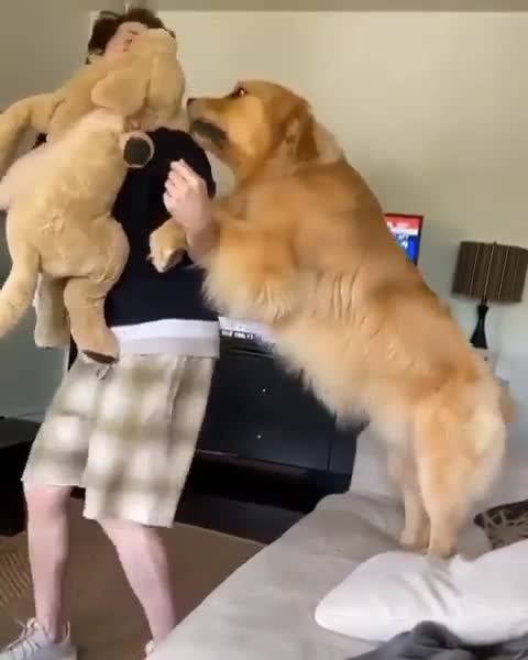 The big brown dog is jealous of the toy dog ​​being hugged by its owner. Watch the dog's reaction.
